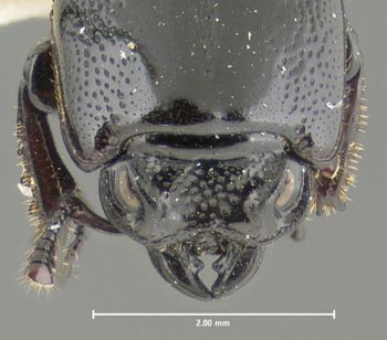 Media type: image;   Entomology 29592 Aspect: head dorsal view